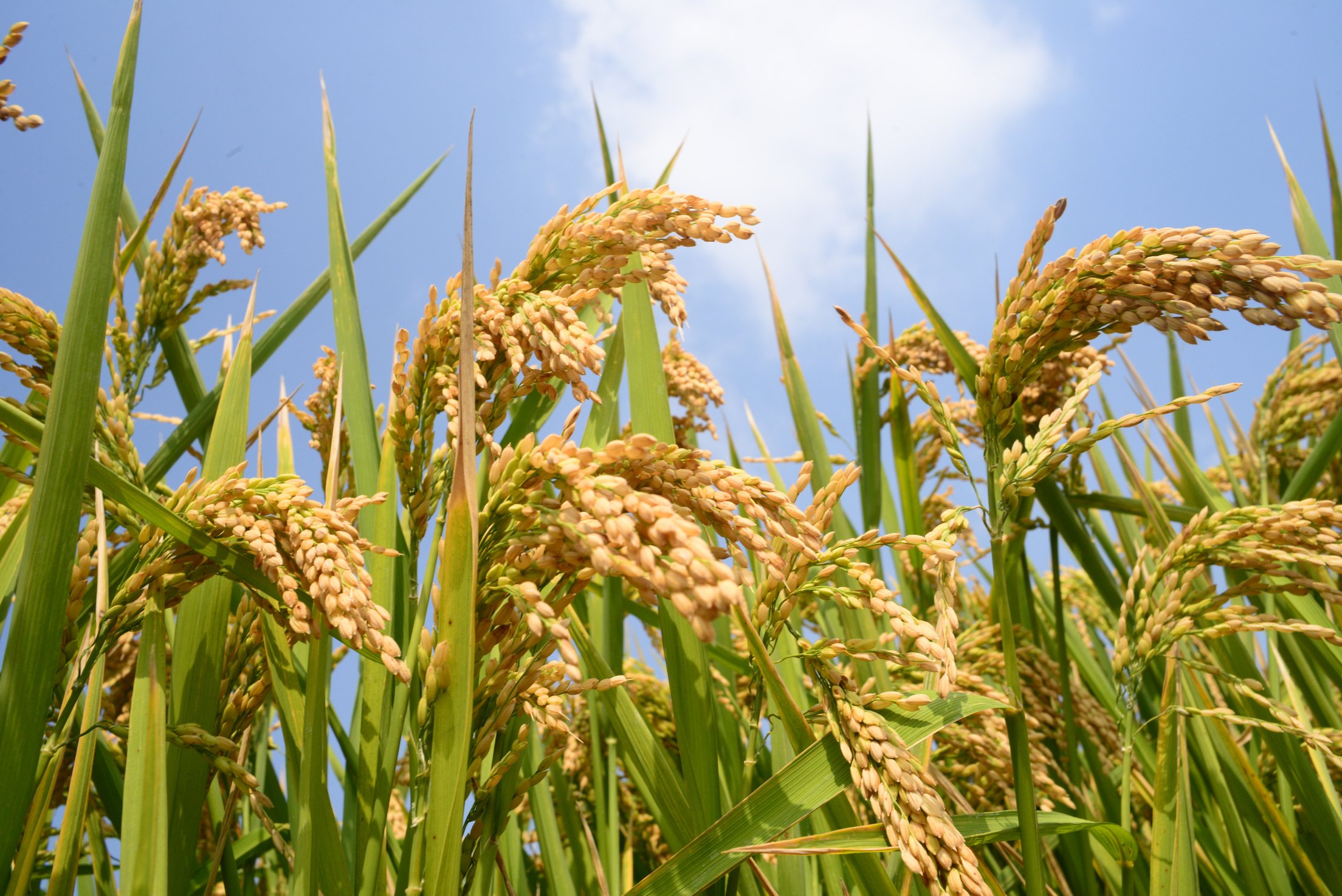 Rice crop